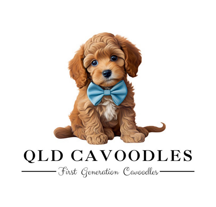 Qld Cavoodles First Generation.