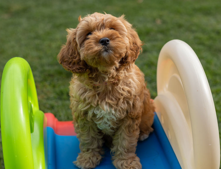 Qld Cavoodles First Generation.
