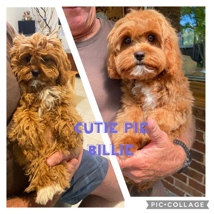 Qld Cavoodles First Generation.