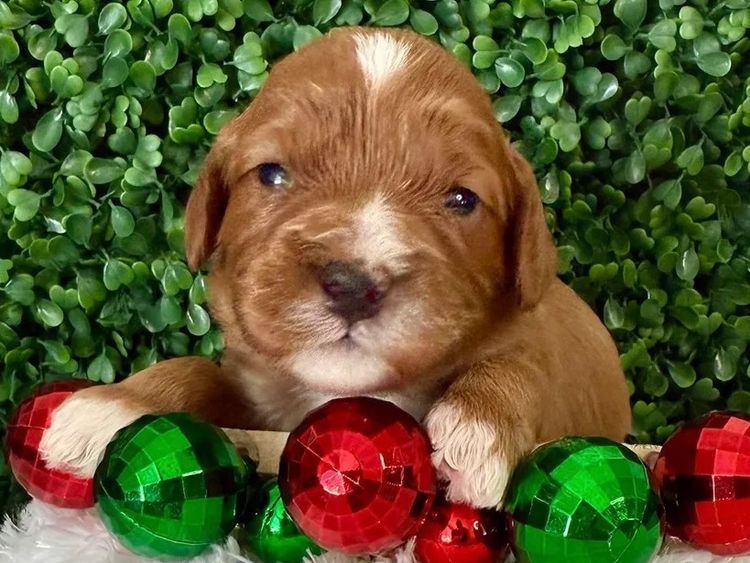 Qld Cavoodles First Generation.