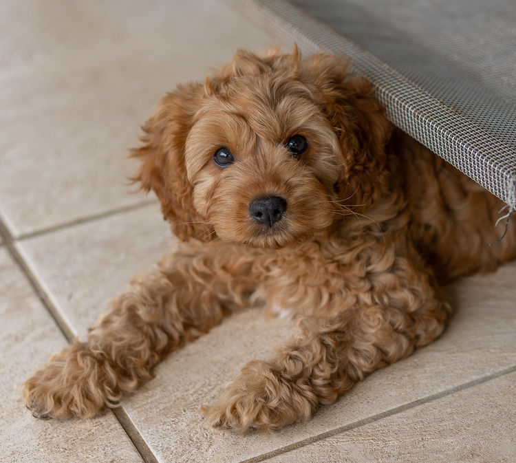 Qld Cavoodles First Generation.