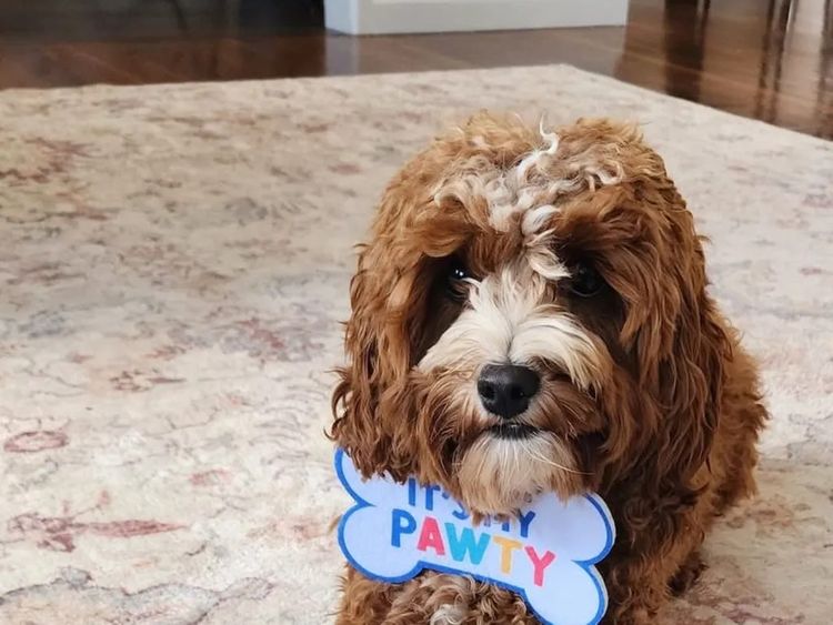 Qld Cavoodles First Generation.