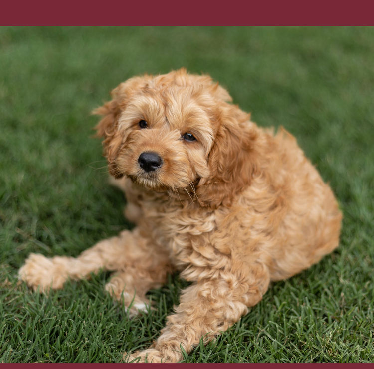 Qld Cavoodles First Generation.