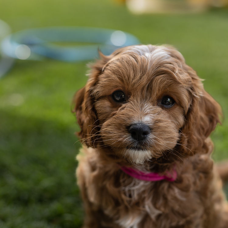 Qld Cavoodles First Generation.