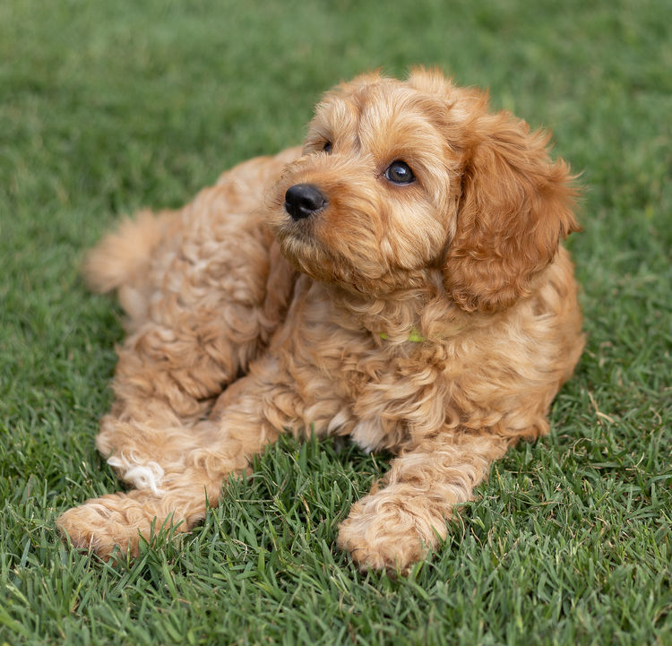 Qld Cavoodles First Generation.