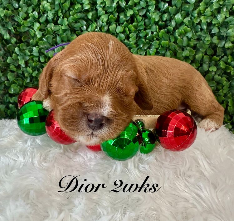Qld Cavoodles First Generation.