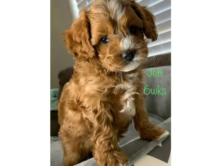 Qld Cavoodles First Generation.