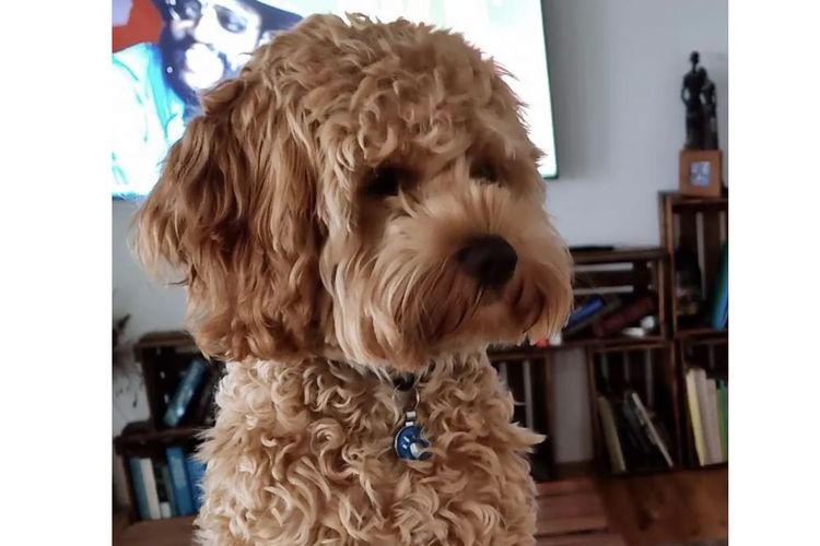 Qld Cavoodles First Generation.