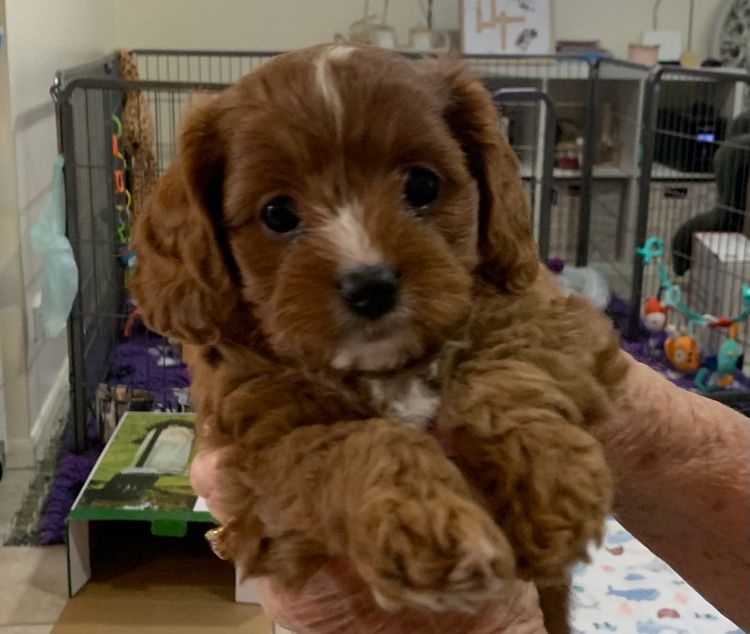 Qld Cavoodles First Generation.