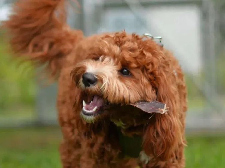 Qld Cavoodles First Generation.