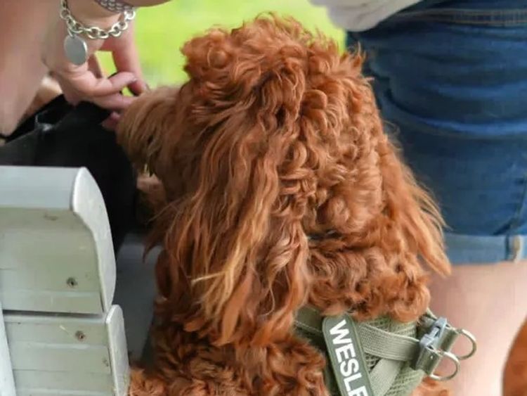 Qld Cavoodles First Generation.