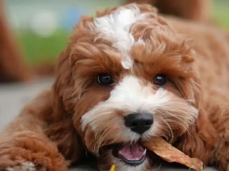 Qld Cavoodles First Generation.