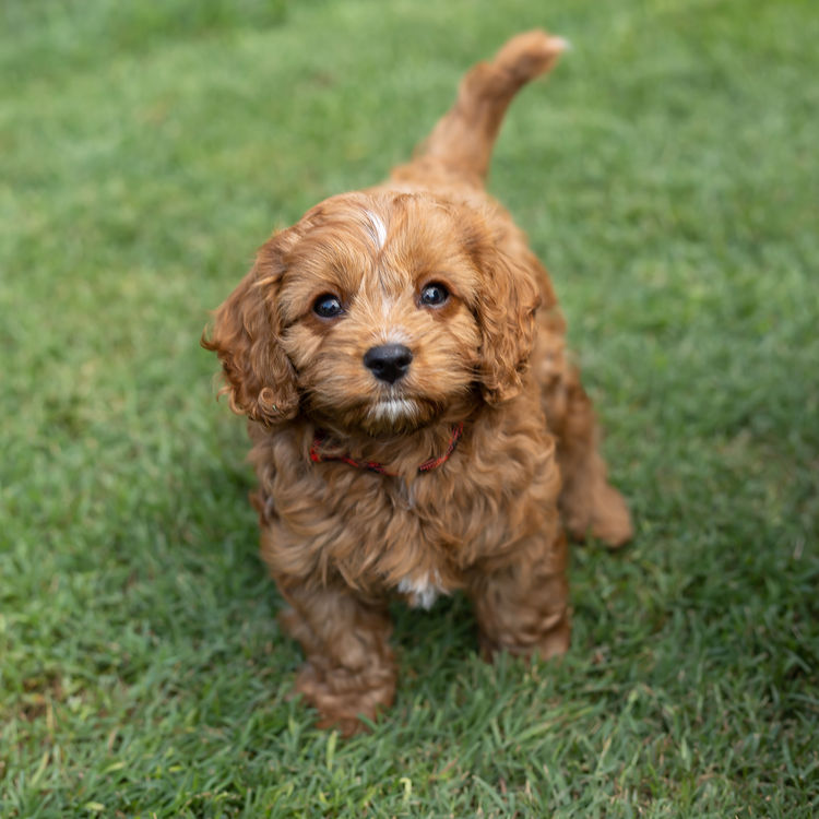Qld Cavoodles First Generation.