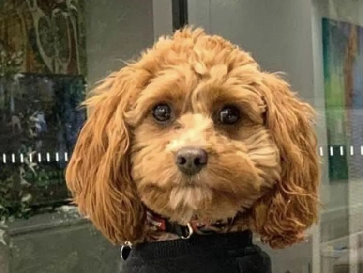 Qld Cavoodles First Generation.