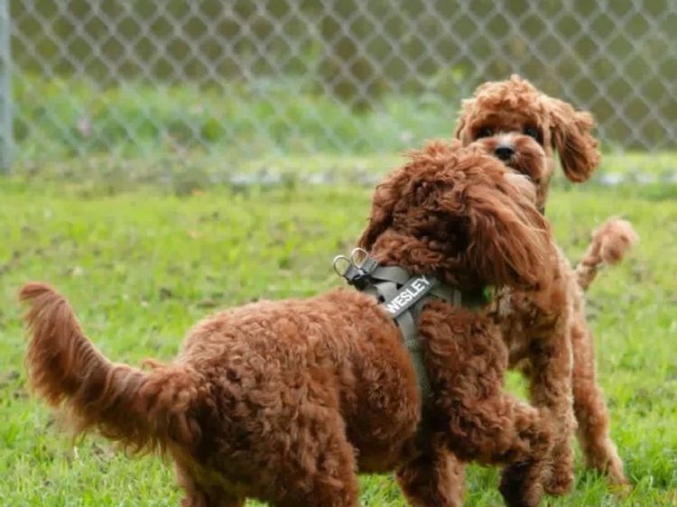 Qld Cavoodles First Generation.