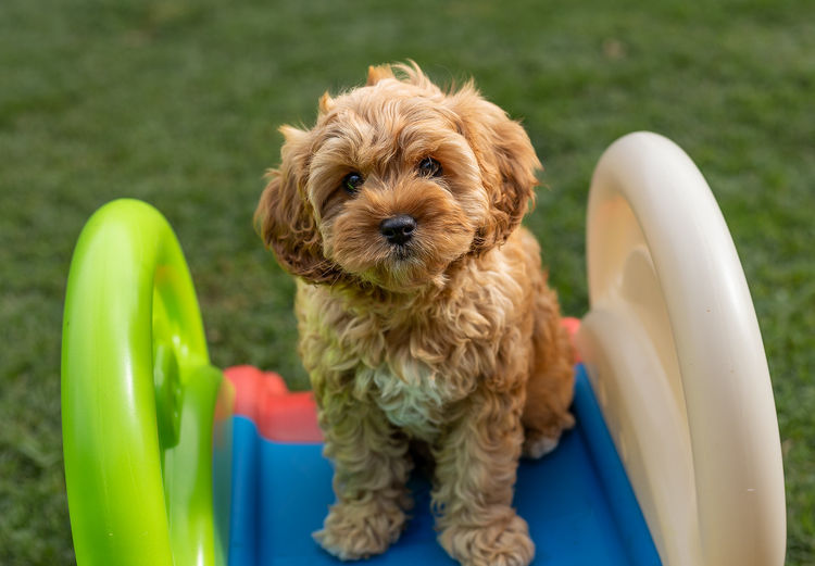 Qld Cavoodles First Generation.