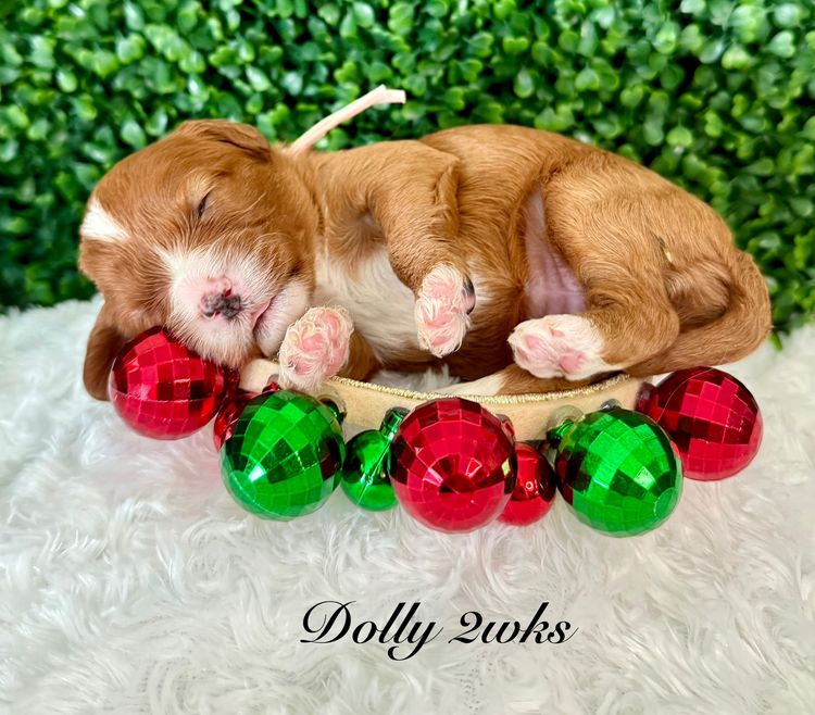 Qld Cavoodles First Generation.