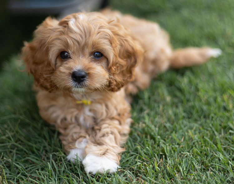 Qld Cavoodles First Generation.