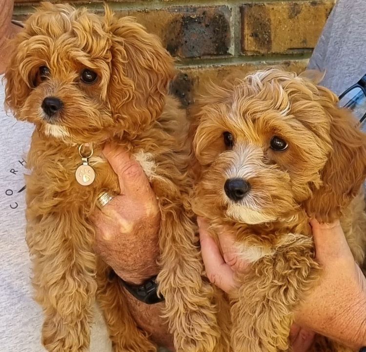 Qld Cavoodles First Generation.