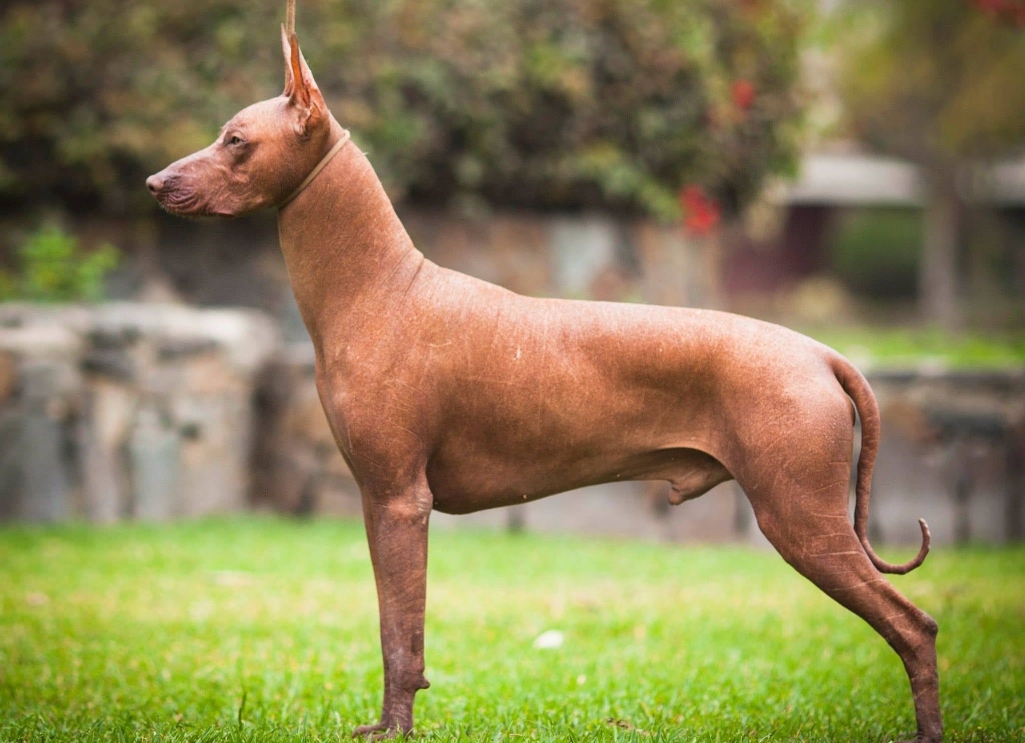 Australian hairless sale dog