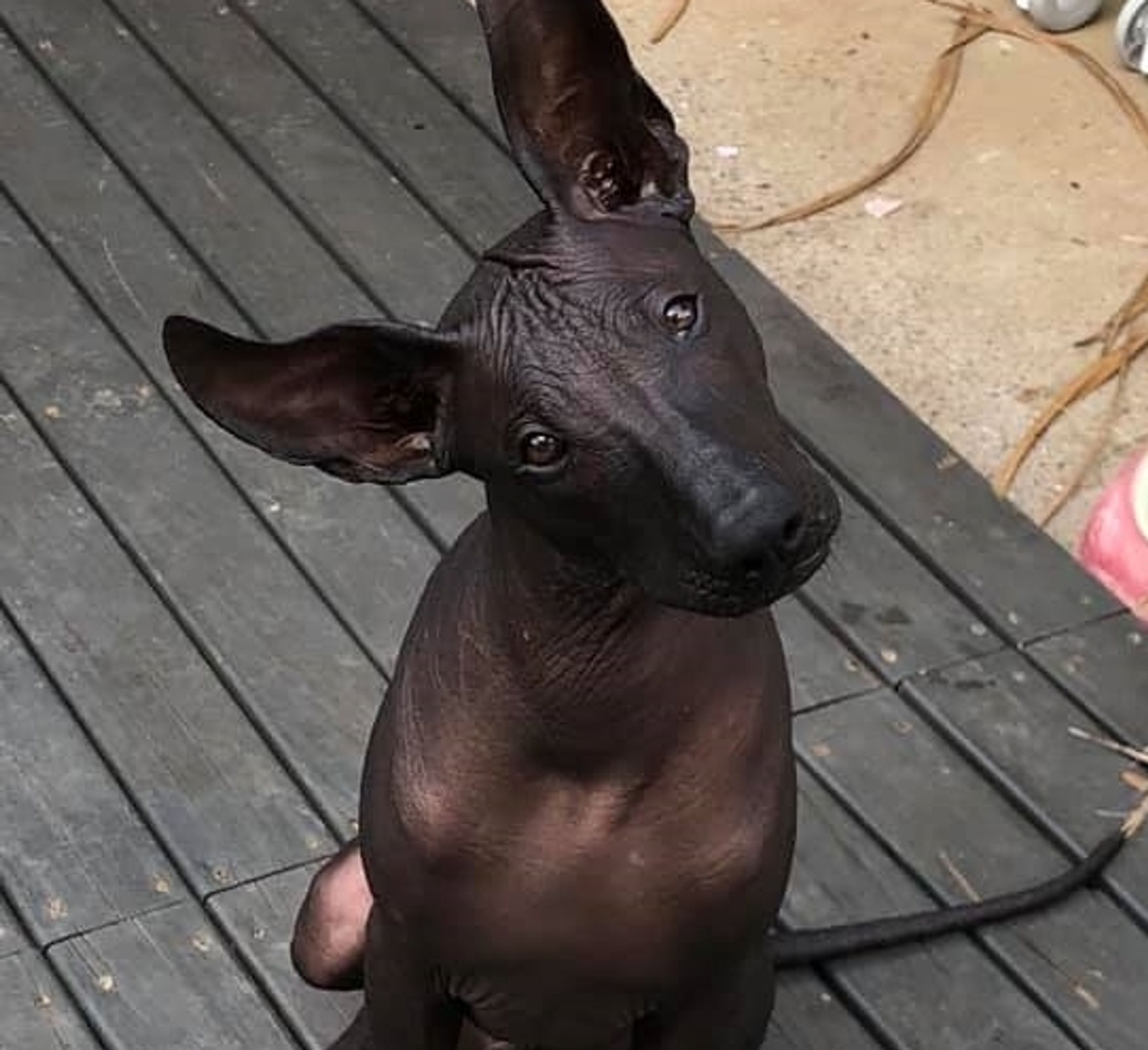 are peruvian dogs hairless