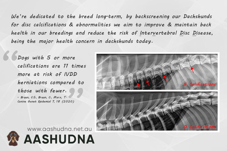 Aashudna Dachshunds (Registered ANKC / Dogs Aust. Breeder)