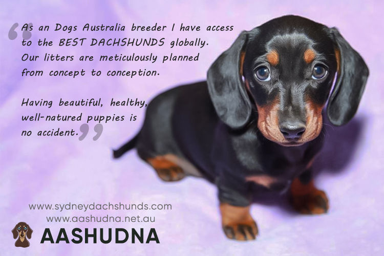 Aashudna Dachshunds (Registered ANKC / Dogs Aust. Breeder)