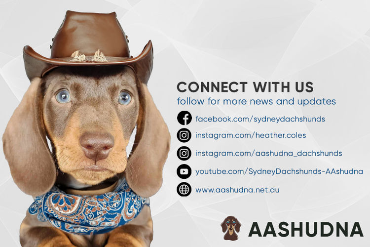 Aashudna Dachshunds (Registered ANKC / Dogs Aust. Breeder)
