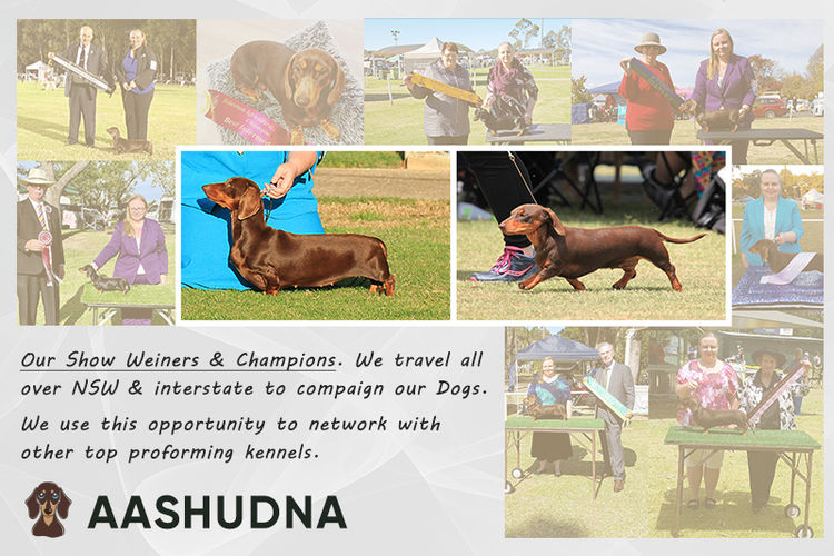 Aashudna Dachshunds (Registered ANKC / Dogs Aust. Breeder)