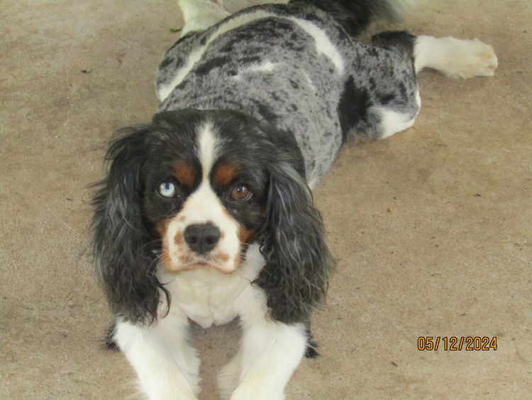 The Spaniel Project Cavalier King Charles Spaniels