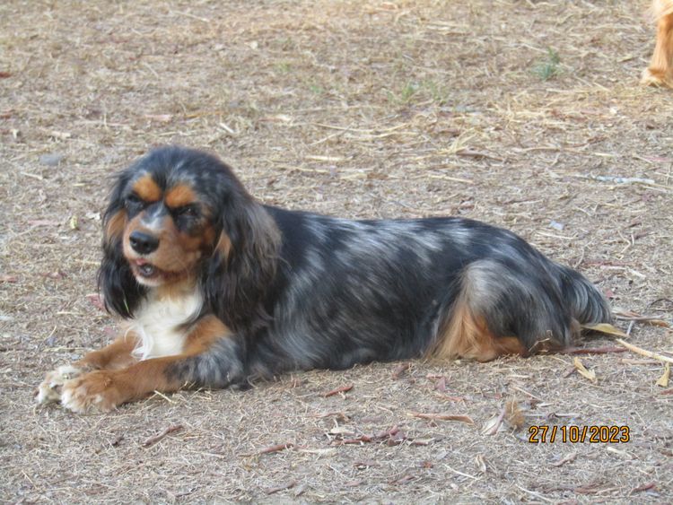 The Spaniel Project Cavalier King Charles Spaniels