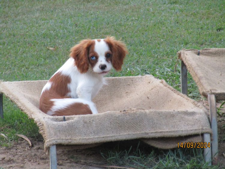 The Spaniel Project Cavalier King Charles Spaniels
