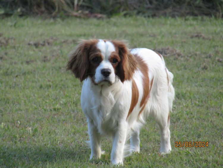 The Spaniel Project Cavalier King Charles Spaniels