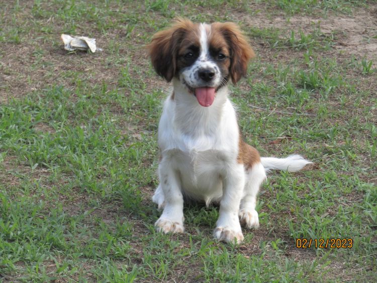 The Spaniel Project Cavalier King Charles Spaniels