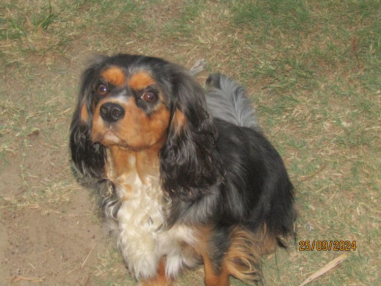 The Spaniel Project Cavalier King Charles Spaniels