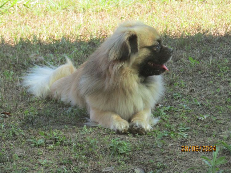 The Spaniel Project Tibetan Spaniels