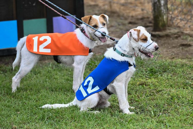 Vosjager Parson Russell Terriers
