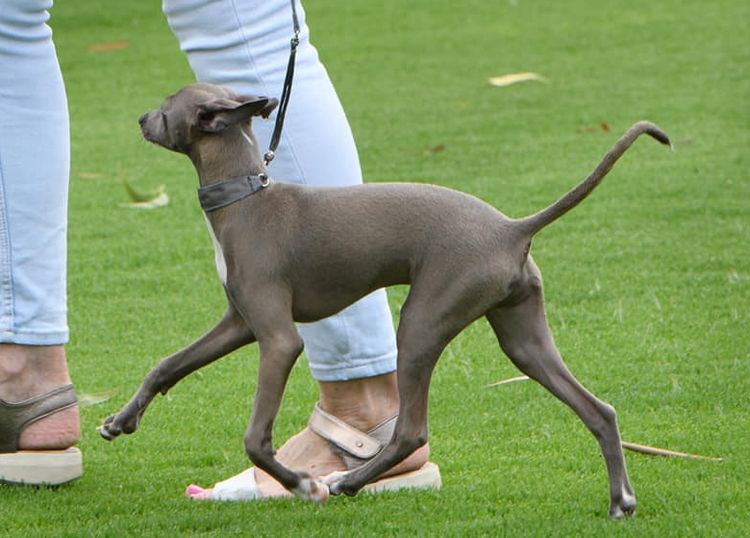 Kosmos Italian Greyhounds