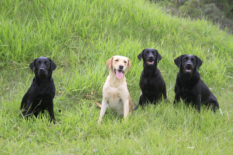 Chava Labradors - Dogs Australia (ANKC) Dogs Qld Registered
