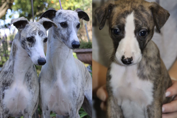 Taejaan Whippets