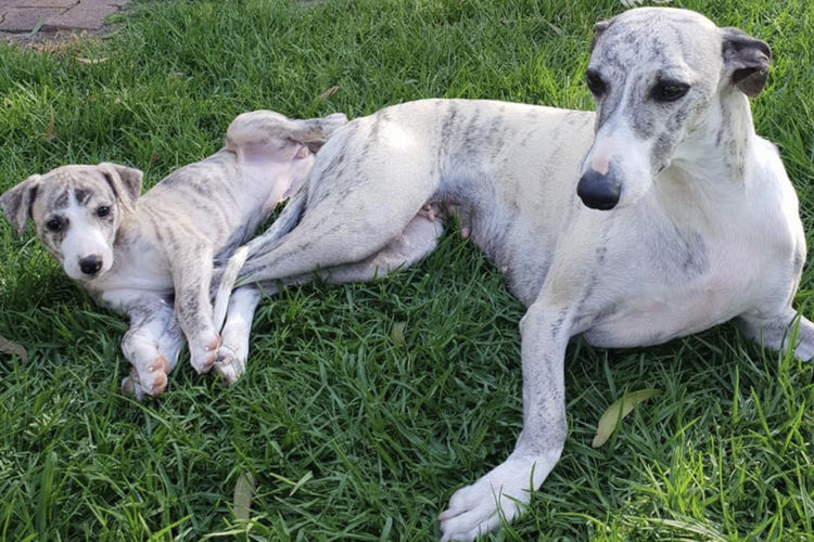 Taejaan Whippets