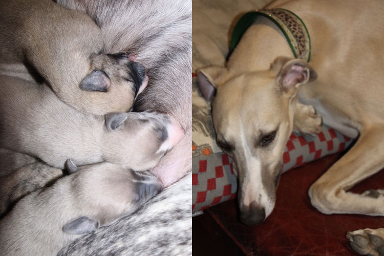 Taejaan Whippets