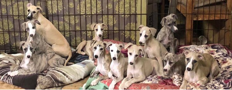 Taejaan Whippets