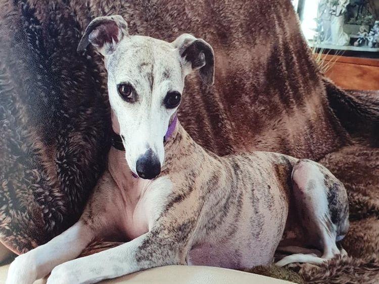 Taejaan Whippets