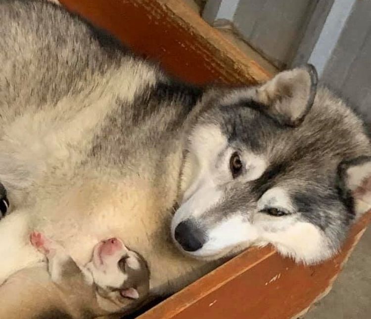 Taejaan Siberian Huskies