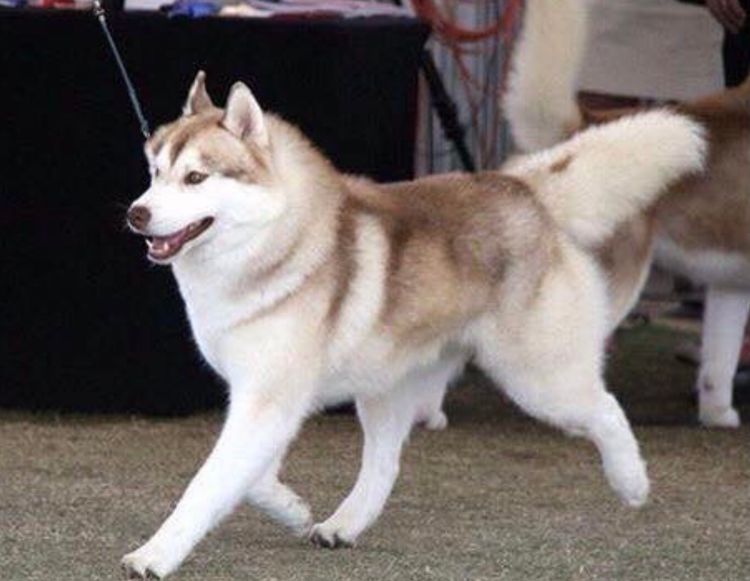 Taejaan Siberian Huskies