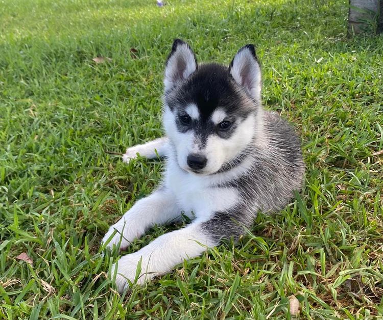 Taejaan Siberian Huskies
