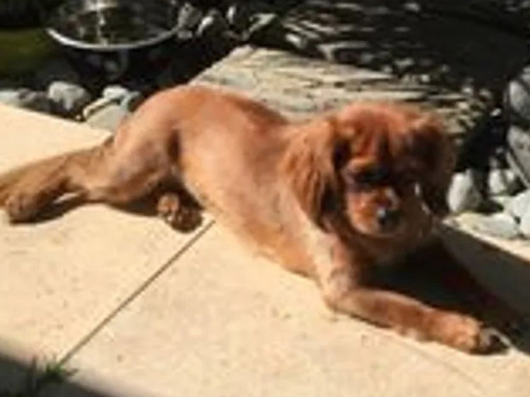 The Spaniel Project Tibeliers