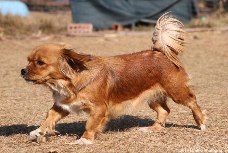 The Spaniel Project Tibeliers