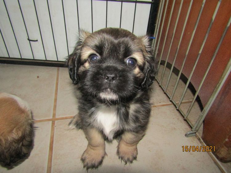 The Spaniel Project Tibeliers